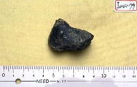 藏品(早坂犀肢骨碎片)的圖片